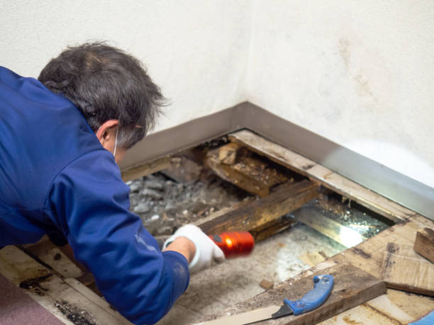 Best Emergency Mold Removal  in Pine Knoll Shores, NC