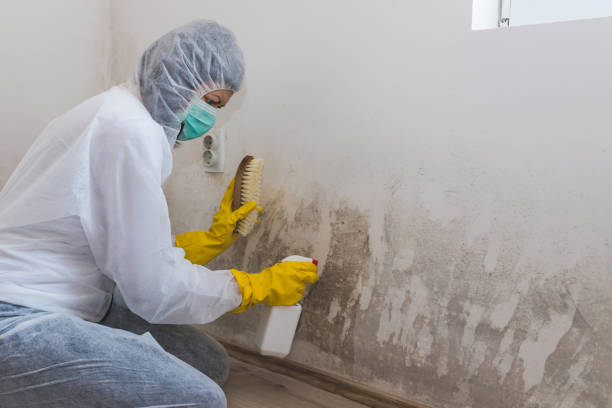 Mold Testing and Removal in Pine Knoll Shores, NC