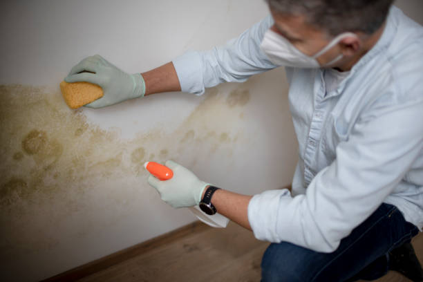 Best Mold Damage Repair  in Pine Knoll Shores, NC