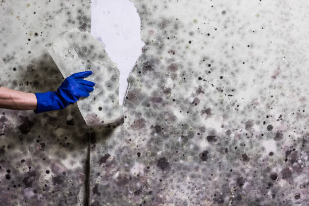 Best Emergency Mold Removal  in Pine Knoll Shores, NC